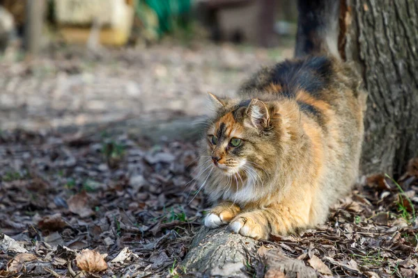 colorful fluffy cat prepares to jump onto something she is stalking