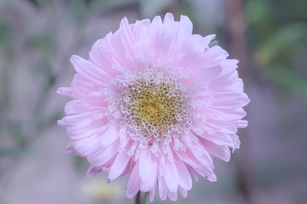 Gently pink colors of flower of aster Callistephus chinensis. Close up