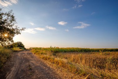 Kırsal yolun dalları arasındaki güneş bir gün içinde.