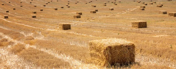 Сено Тюки Поле После Сбора Урожая Панорамный Вид — стоковое фото