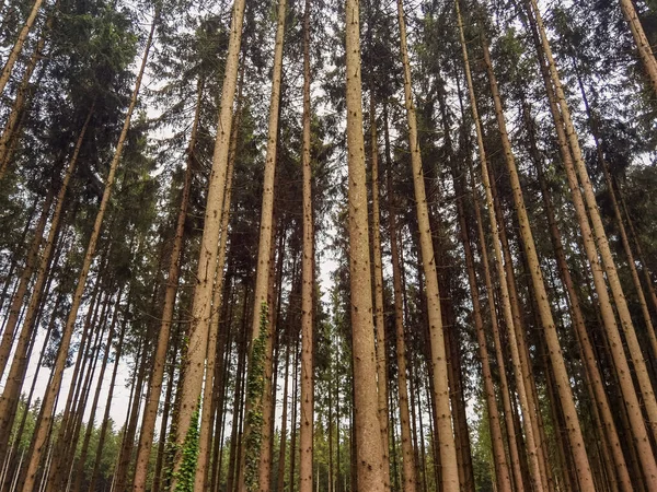 Reihen Von Waldkiefern Natürlicher Hintergrund — Stockfoto