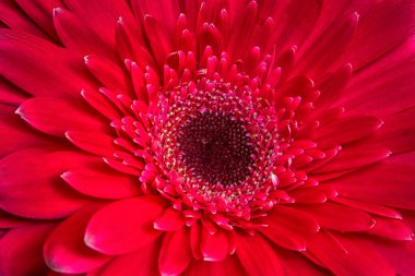 Güzel bir kırmızı Gerbera çiçeğinin yakın görüntüsü. Doğa arkaplanı