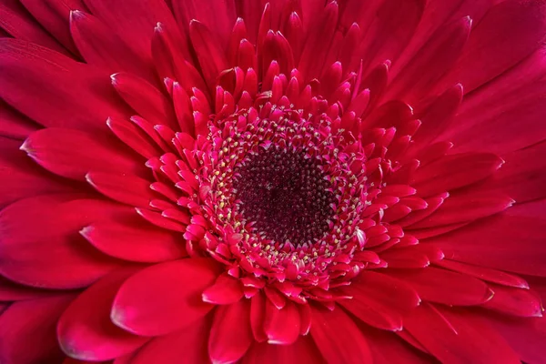 Güzel Bir Kırmızı Gerbera Çiçeğinin Yakın Görüntüsü Doğa Arkaplanı — Stok fotoğraf