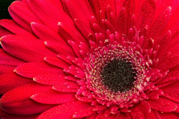 Güzel Bir Kırmızı Gerbera Çiçeğinin Yakın Görüntüsü Doğa Arkaplanı — Stok fotoğraf
