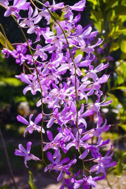  Sabah ışığında açan güzel mor orkide, Tayland çiftliği.