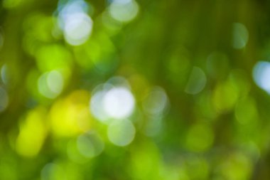  Taylandlı kedi evde yerde uyuyor. 