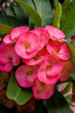  Taylandlı kedi evde yerde uyuyor. 