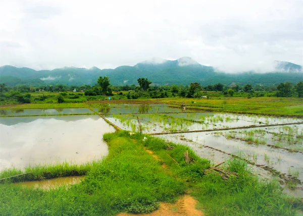 Αγρόκτημα Ρύζι Όμορφη Φύση Στη Βόρεια Ταϊλάνδη — Φωτογραφία Αρχείου
