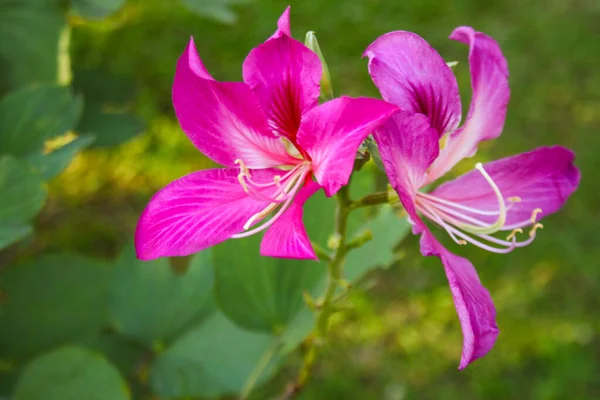 Flores Rosadas Hermosa Floración Suave Luz Jardín —  Fotos de Stock