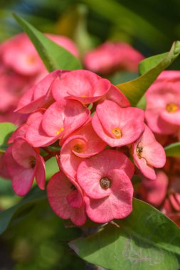 Bahçede açan kırmızı poisian çiçekleri