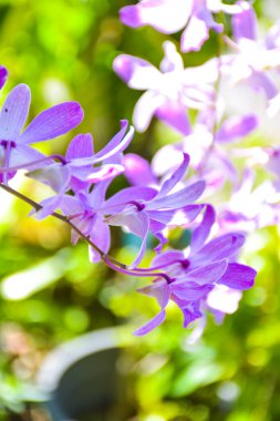 Tayland 'da beyaz ve mor güzel orkide ve sabah ışığı