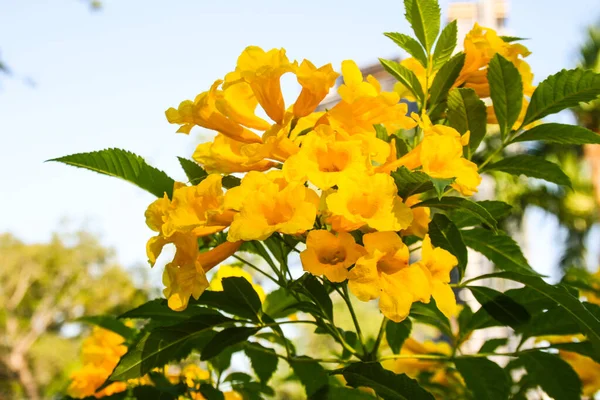 Желтые Цветы Цветут Парке Чатучак Таиланде — стоковое фото