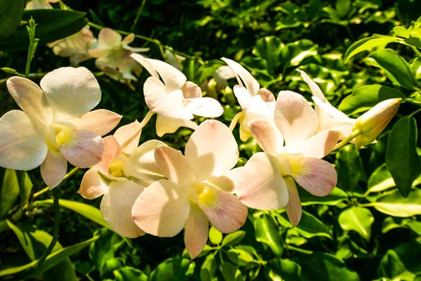 Biała Orchidea Kwitnąca Światło Słoneczne Piękna Przyroda — Zdjęcie stockowe