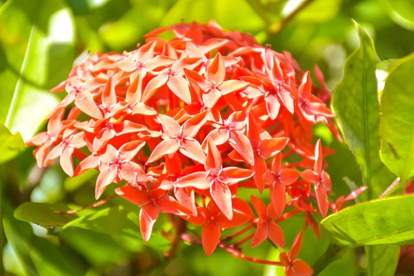 Las Flores Aguja Roja Floreciendo Moring —  Fotos de Stock