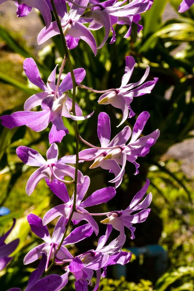 Vit Och Lila Vacker Orkidé Och Morgonljus Gården Thailand — Stockfoto