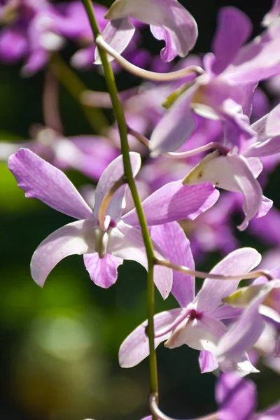 Vit Och Lila Vacker Orkidé Och Morgonljus Gården Thailand — Stockfoto