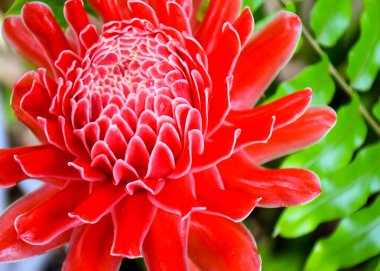 Bahçe parkında açan kırmızı çiçekler Tayland 'da