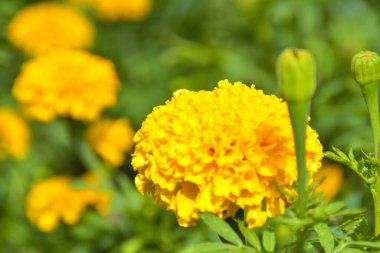 kadife çiçekleri ve bulanık arka plan