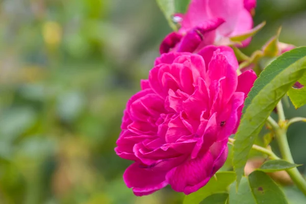 明るいピンクのバラの柔らかい開花と宇宙の性質 — ストック写真