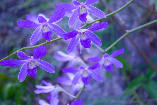 Blå Lila Orkidé Blommande Mjukt Ljus Gården Thailand — Stockfoto