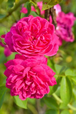 Pembe gül açan parlak, yumuşak bulanık bahçe parkında