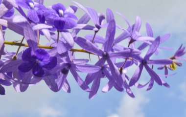 Parkta açan çivit çiçekleri Tayland 'da