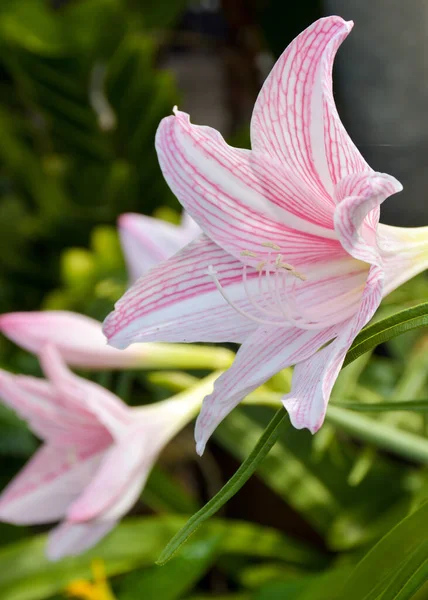 Біла Рожева Квітка Цвіте Садах Таїланду — стокове фото