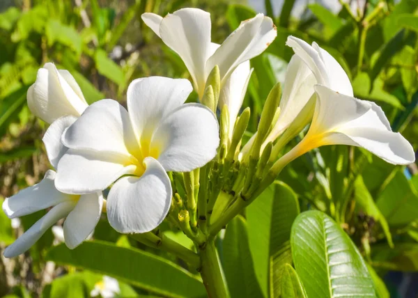 Fehér Pluméria Virágzik Gyönyörű Kertben — Stock Fotó