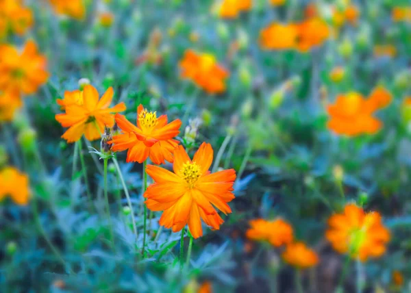 Orange Blume Helle Blüte Chatuchak Bangkok Thailand — Stockfoto