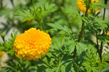 Kadife çiçekleri Tayland 'da çiçek açmış.