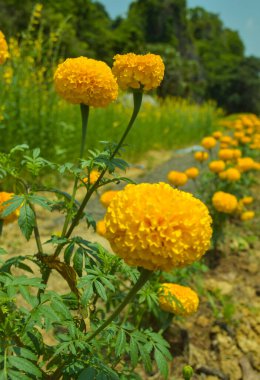  Kadife çiçekleri Tayland 'da çiçek açmış.