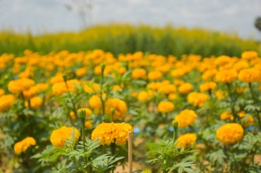 Kadife çiçekleri sarı çiçek açan ve yumuşak bulanık arkaplan