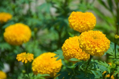 Kadife çiçekleri sarı çiçek açan ve yumuşak bulanık arkaplan