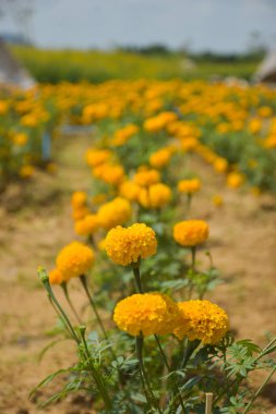 Kadife çiçekleri sarı çiçek açan ve yumuşak bulanık arkaplan