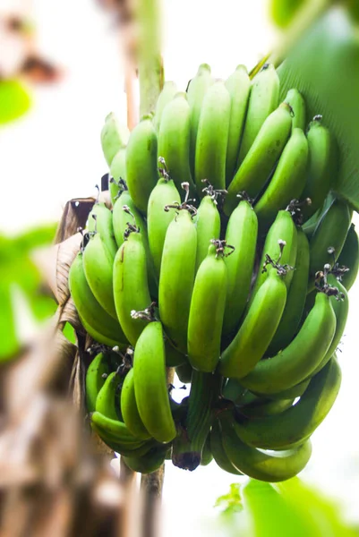 Зелений Банан Фермі Півдні Таїланду — стокове фото