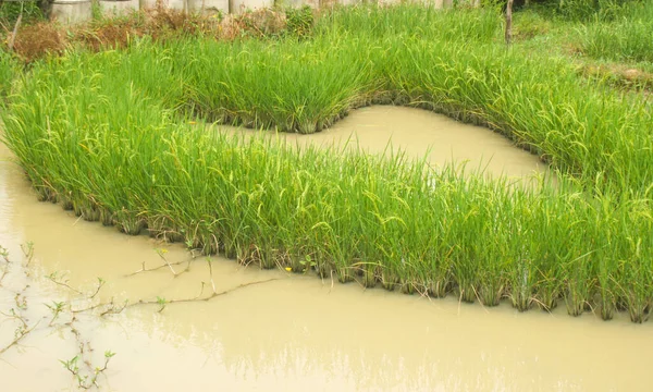 Güney Tayland 'da çiftlik pirinci ve dekorasyon kalbi. 