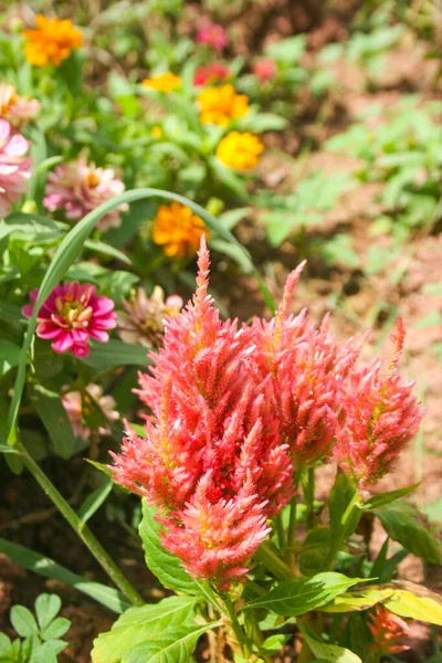 Fiori Rosa Cockscomb Morbidi Sfondi Sfocatura — Foto Stock