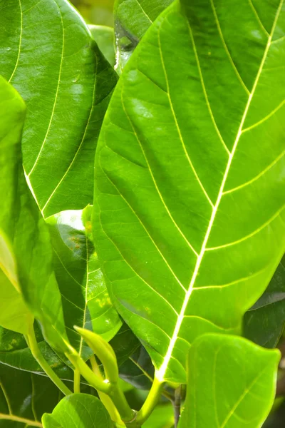 Zielone Liście Jackfruit Tajskim Ogrodzie — Zdjęcie stockowe