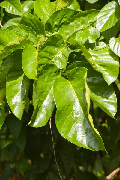 Tayland meyveli Noel Baba yaprakları bahçede.