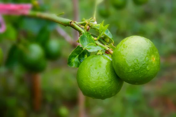 Зелений Лимон Звисає Скидає Воду Ферму Яке Розмивання — стокове фото