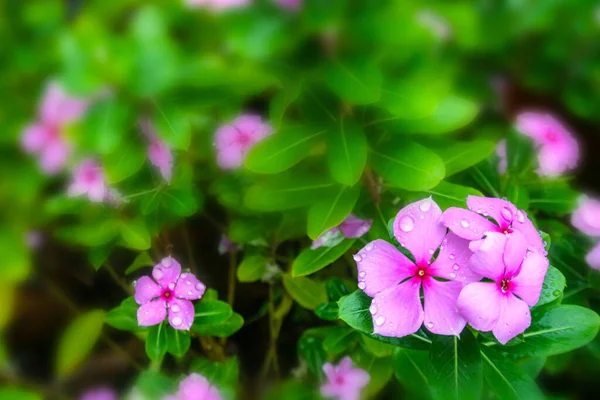 园林公园里的粉红花朵会散发出柔和的光芒 — 图库照片