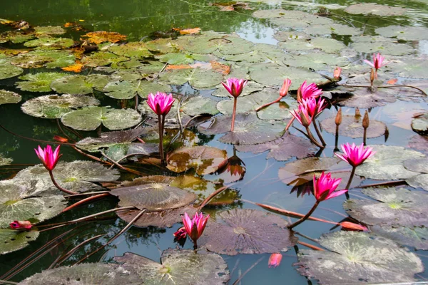 Teratai Merah Muda Taman Air Keindahan Alam Thailand — Stok Foto