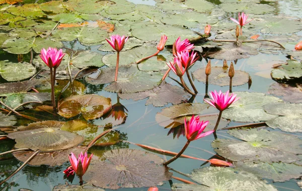 泰国水园美丽自然中的粉红莲花 — 图库照片