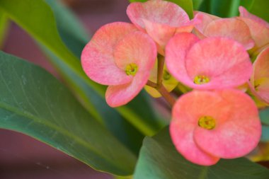 Pembe kaktüs çiçekleri saksıda güzel çiçek açıyor..
