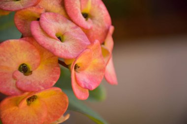 Pembe kaktüs çiçekleri saksıda güzel çiçek açıyor..