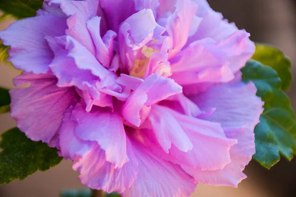 Hibiscus Flowers Blooming Pot — стоковое фото
