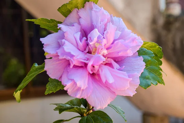 Saksıda çiçek açıyor.