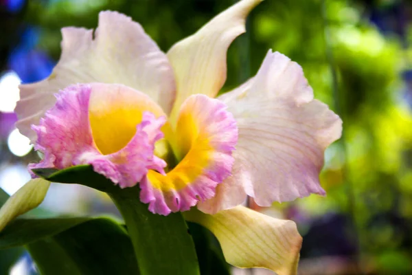 Fehér Rózsaszín Orchidea Virág Szépség Gazdaságban Virágzó — Stock Fotó