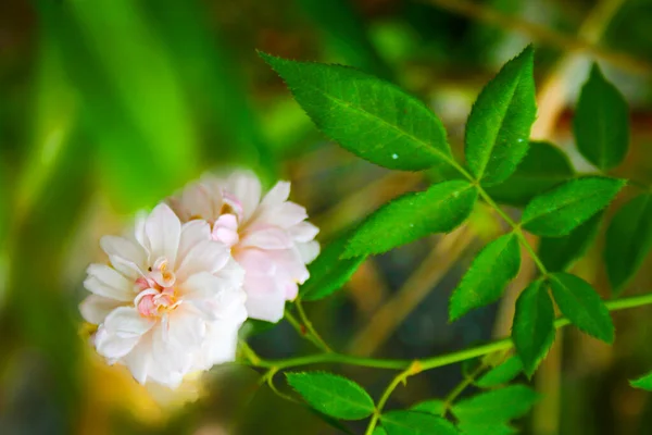 Beyaz Ross güzelliği. Bahçe bahçesinde çiçek açıyor.