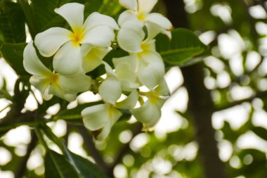  Chatuchak Park, Bangkok, Tayland 'da beyaz frangipani çiçekleri açar